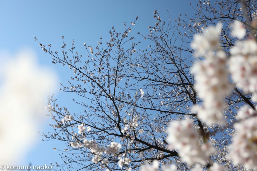 くにたちの桜