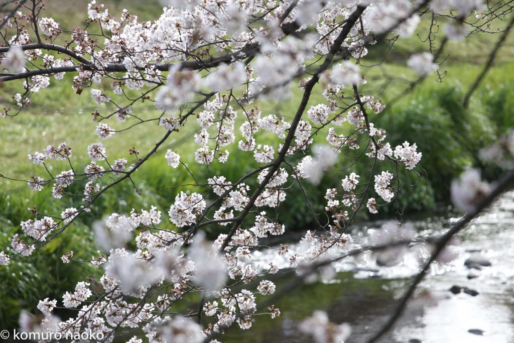 根川緑道桜