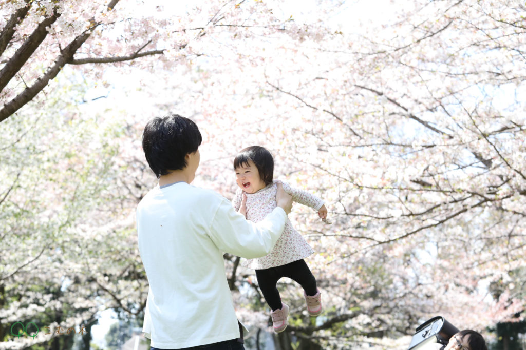 こむの木家族写真撮影会小金井公園桜