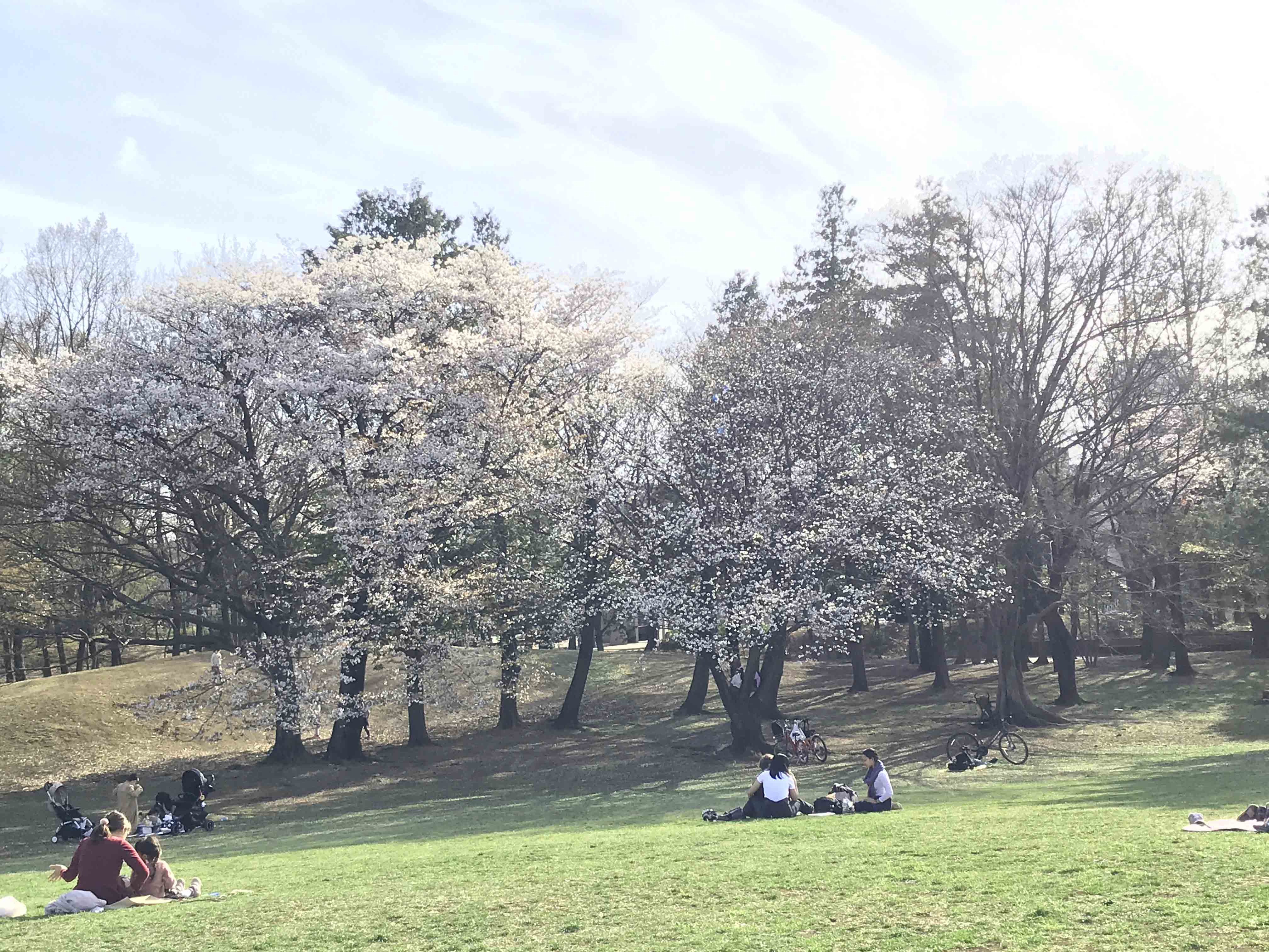 府中の森公園桜写真